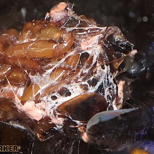 Poecilotheria-metallica62.jpg