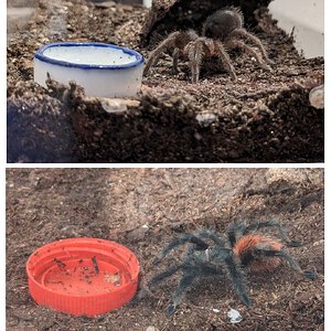 Grammostola vs water dish: Fight!