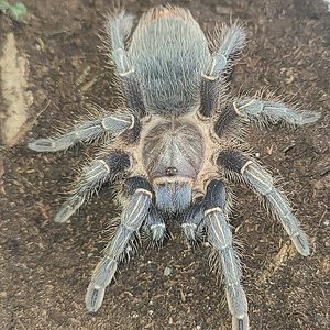 3"A. Seemanni juvie female