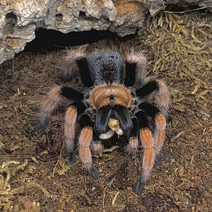 Aphonopelma bicoloratum