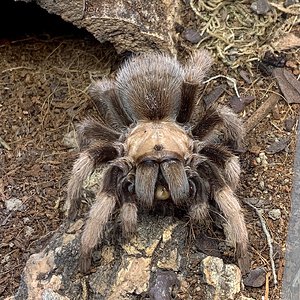 Aphonopelma chalcodes