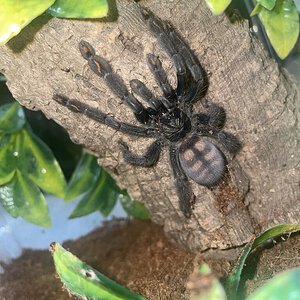 Psalmopoeus irminia in her new enclosure