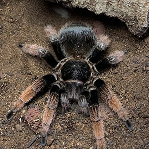 Brachypelma klaasi