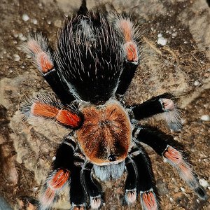 B. boehmei