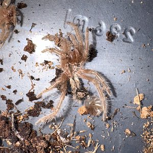 G Pulchripes Sling