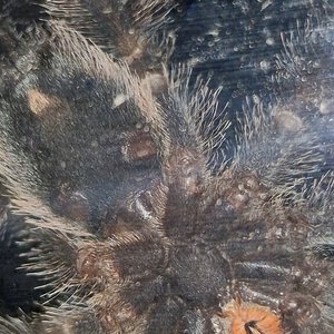 Could you identify the sex? Is it based on the appearance of the tarantula?