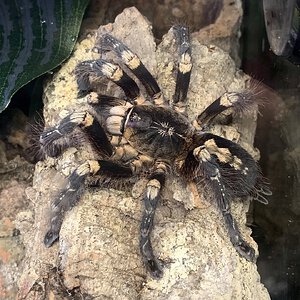 Poecilotheria subfusca "lowland"