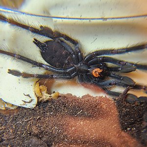 P. Irminia