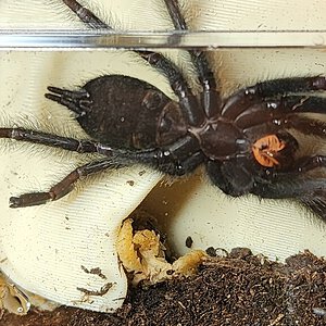 P. Irminia