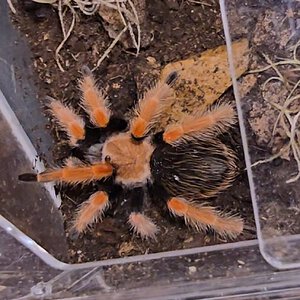 Brachypelma boehmei?