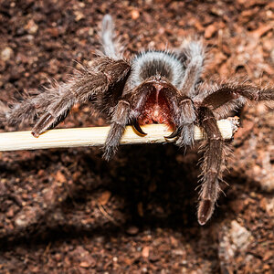 Grammostola cf. pulchra