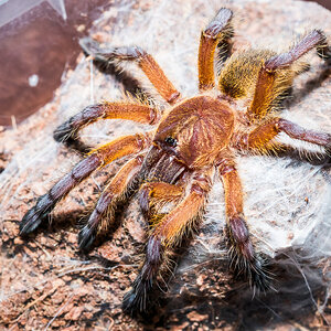 Harpactira pulchripes