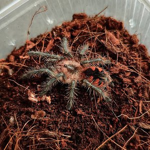 Pamphobeteus sp. costa