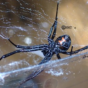 Garage visitor...