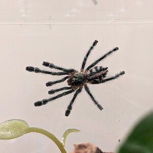 Y. diversipes sling 12 days post-molt