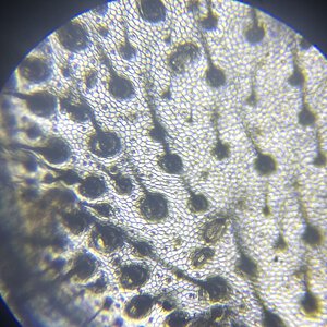 Linothele megatheloides setae under a microscope