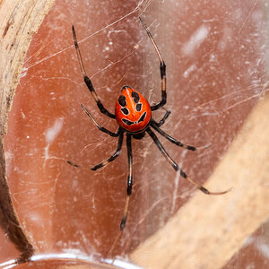 Latrodectus curacaviensis