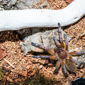 Harpactira pulchripes