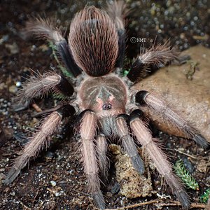 0.1 Pamphobeteus ultramarinus - 3.75" DLS