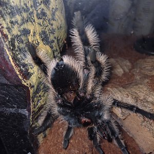 4" T. Albopilosum ventral sexing