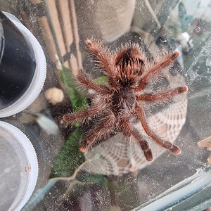 RIP Avicularia Braunshauseni