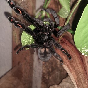 Psalmopoeus Irminia