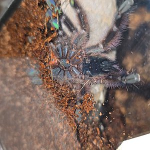 C. Versicolor, male or female?