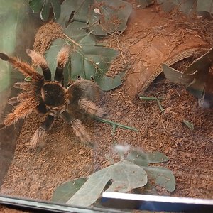 Brachypelma_klaasi?.jpg