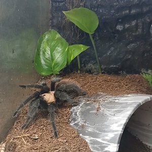 Brachypelma_albiceps?.jpg