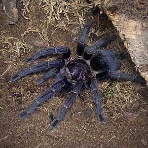 Phormictopus sp. "Dominican purple"