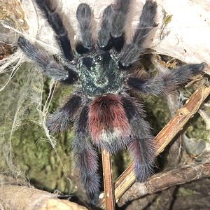 C. versicolor full body