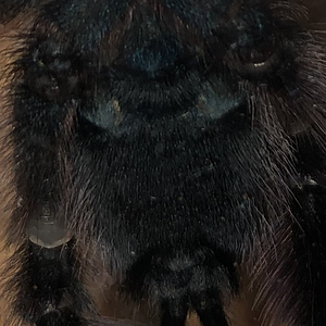 C. versicolor bottom close