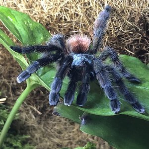 C. versicolor front