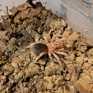 0.0.1 Grammostola rosea (ex. porteri) N4