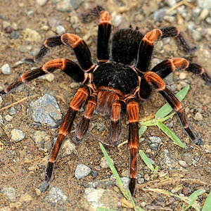 Abdomegaphobema sp. Mesomelas..