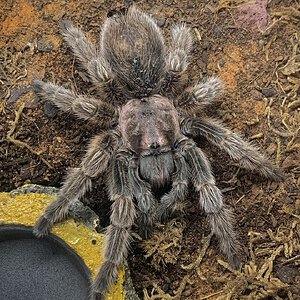 Grammostola porteri