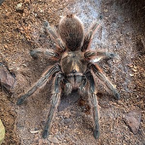 Grammostola rosea