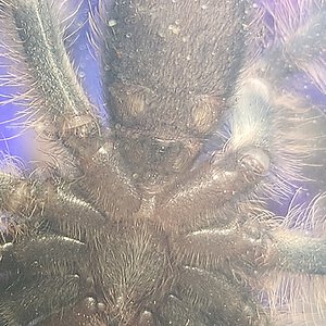 2 inch Poecilotheria tigrinawesseli