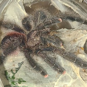 Avic. juruensis subadult male