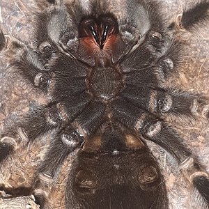 Hamorii male or female? 🕷