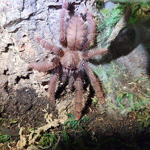 Phormingochilus sp sabah red