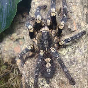 Poecilotheria subfusca "lowland"