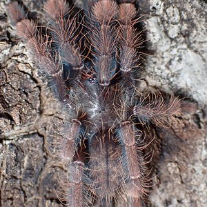 0.0.1 Phormingochilus sp. Sabah Red - 2.75" DLS