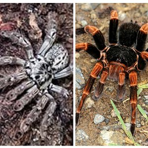 Heteroscodra Maculata y Abdomegaphobema mesomelas.