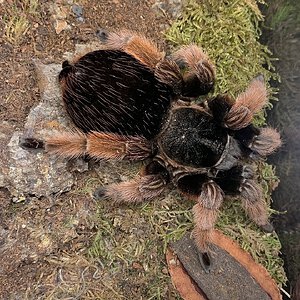 Brachypelma klaasi