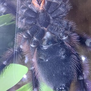 Caribena Versicolor 3 years old male or female?