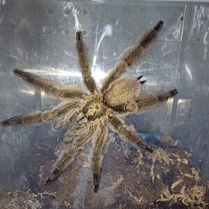 T. Rasti rehouse