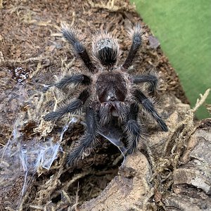 Grammostola grossa