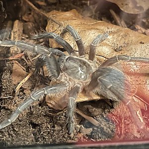 0.1 Aphonopelma seemanni juvie