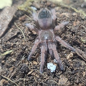 1" B klaasi sling freshly molted